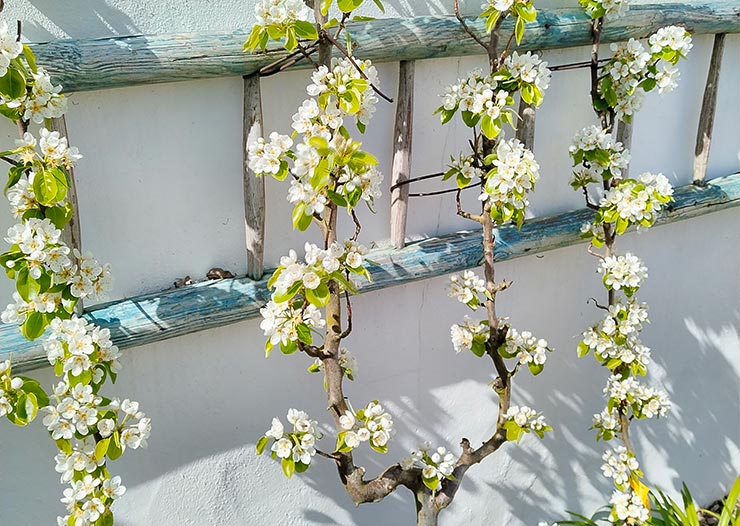 actu-jardin-4
